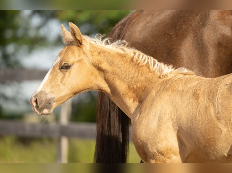 American Quarter Horse Stallone Puledri (01/2026) Palomino in Tollebeek