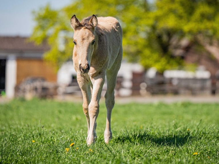 American Quarter Horse Stallone  Pelle di daino in Herzberg am Harz