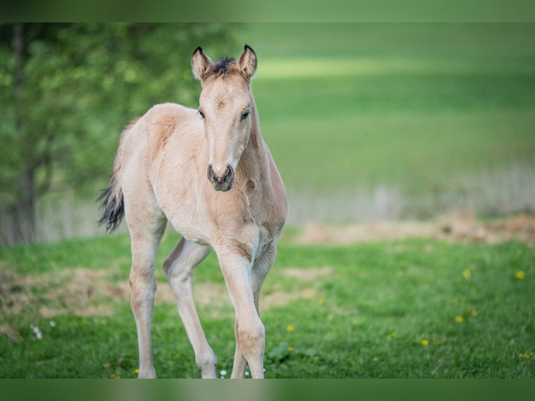 American Quarter Horse Stallone  Pelle di daino in Herzberg am Harz