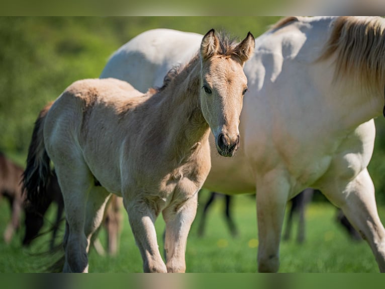 American Quarter Horse Stallone  Pelle di daino in Herzberg am Harz