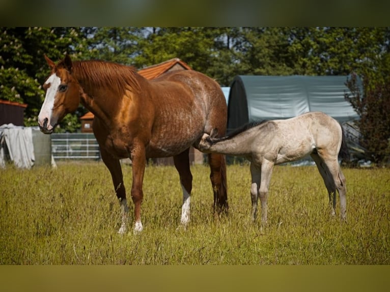 American Quarter Horse Stallone Puledri (04/2026) Pelle di daino in Stemwede