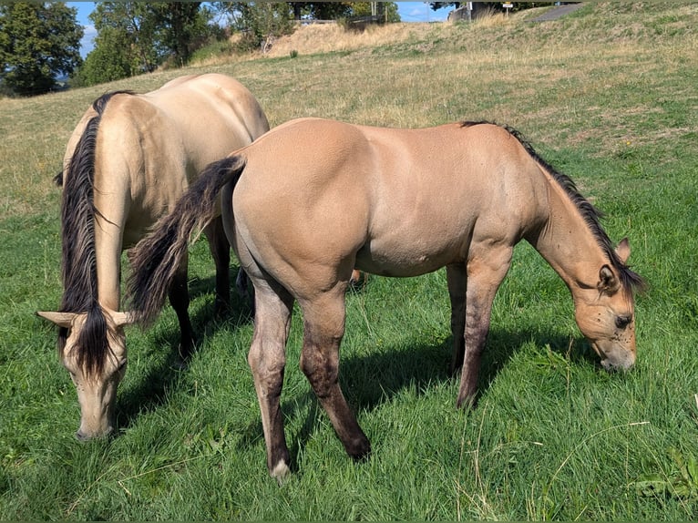 American Quarter Horse Stallone Puledri (05/2026) Pelle di daino in Beaulieu