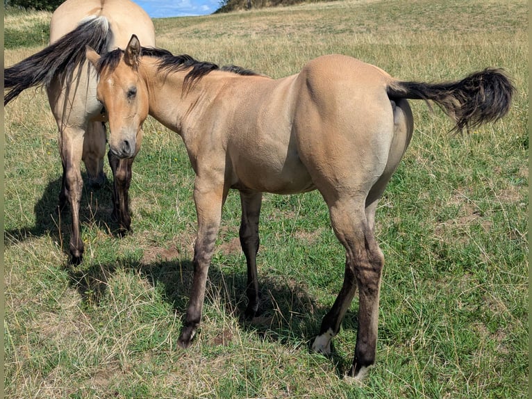 American Quarter Horse Stallone Puledri (05/2026) Pelle di daino in Beaulieu