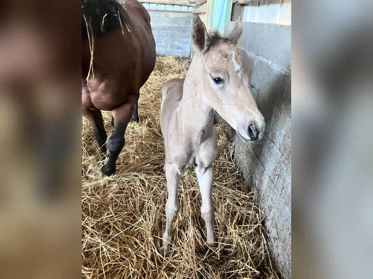 American Quarter Horse Stallone Puledri (05/2026) Pelle di daino in Petit-Réderching