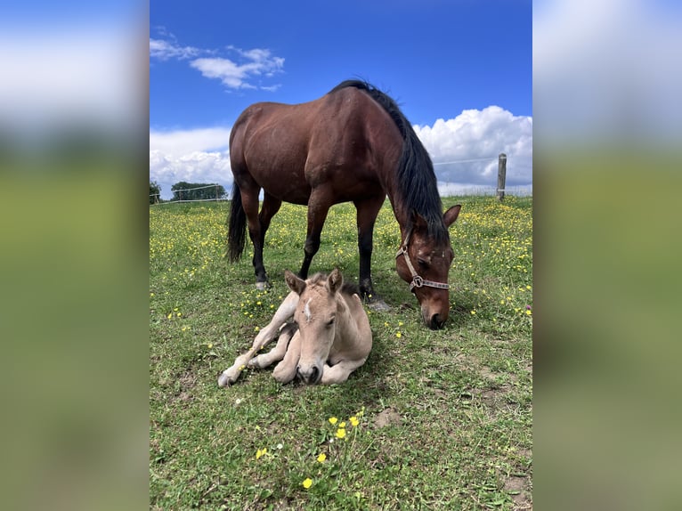 American Quarter Horse Stallone Puledri (05/2026) Pelle di daino in Petit-Réderching