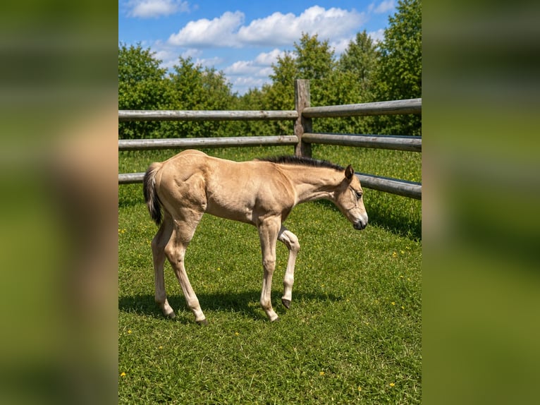 American Quarter Horse Stallone Puledri (05/2026) Pelle di daino in Petit-Réderching