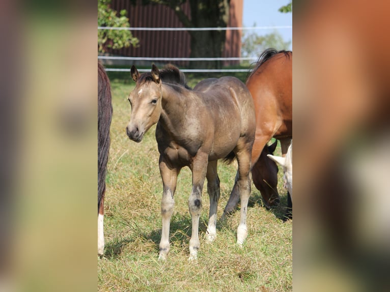 American Quarter Horse Stallone Puledri (05/2024) Pelle di daino in Beltheim