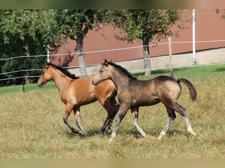 American Quarter Horse Stallone Puledri (05/2024) Pelle di daino in Beltheim