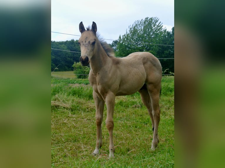 American Quarter Horse Stallone Puledri (04/2026) Pelle di daino in Dortmund