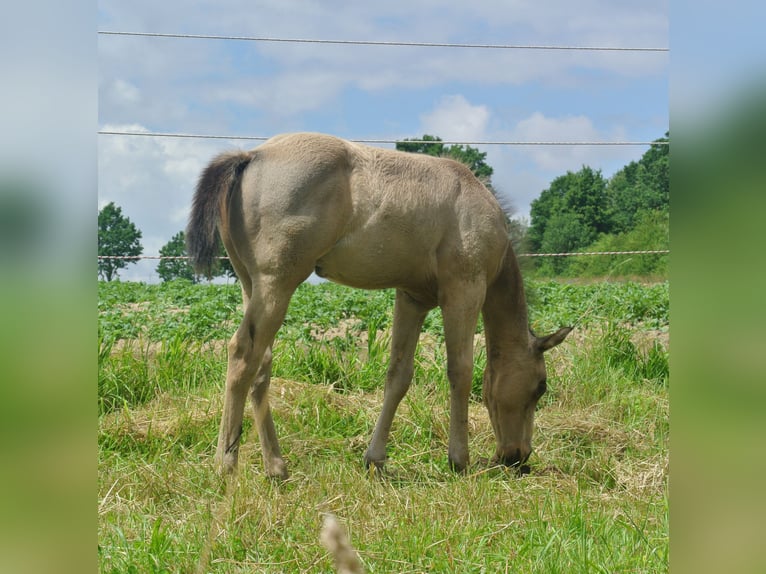 American Quarter Horse Stallone Puledri (04/2026) Pelle di daino in Dortmund
