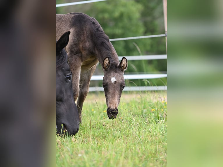 American Quarter Horse Stallone  Pelle di daino in Wilhelmsthal