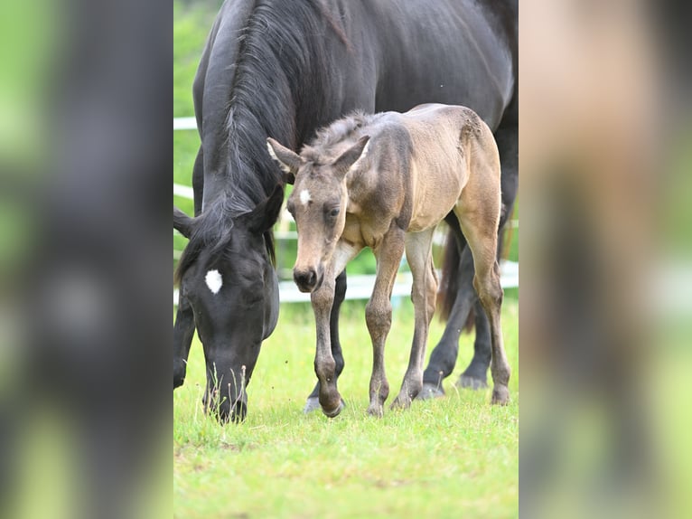 American Quarter Horse Stallone  Pelle di daino in Wilhelmsthal