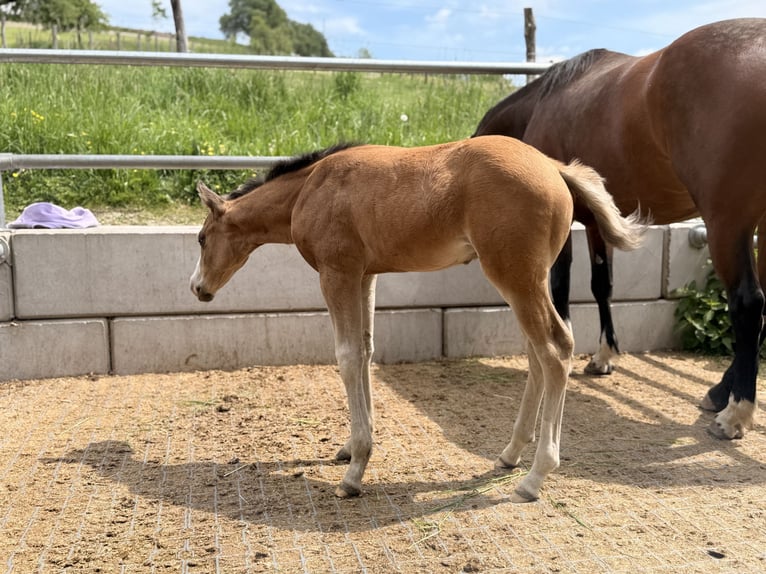 American Quarter Horse Stallone Puledri (04/2026) Pelle di daino in Pram