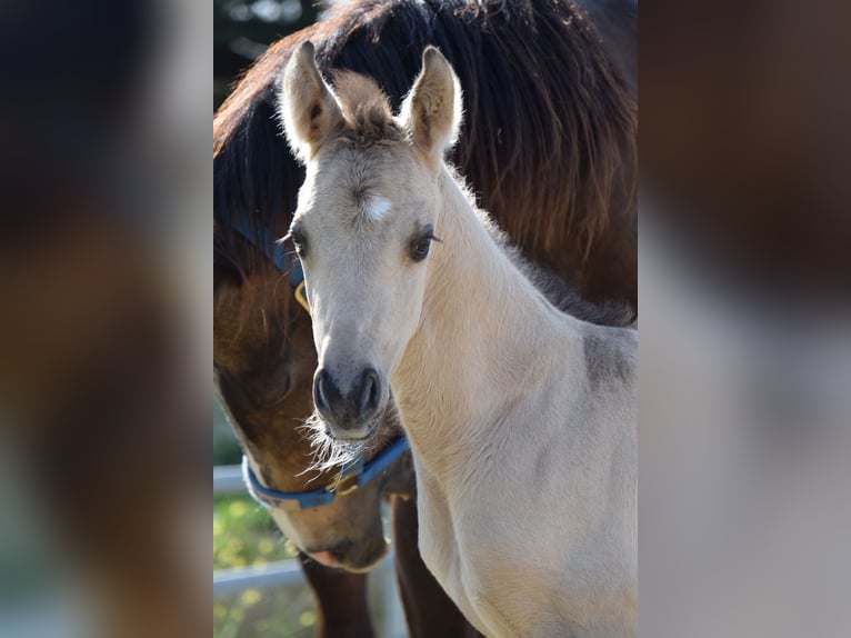 American Quarter Horse Stallone Puledri (04/2026) Pelle di daino in villeneuve du latou