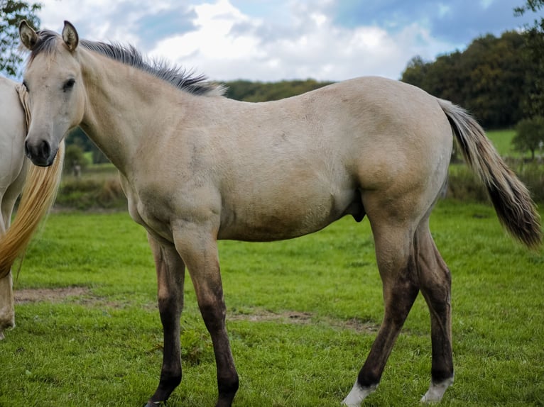 American Quarter Horse Stallone Puledri (04/2026) Pelle di daino in Herzberg am Harz