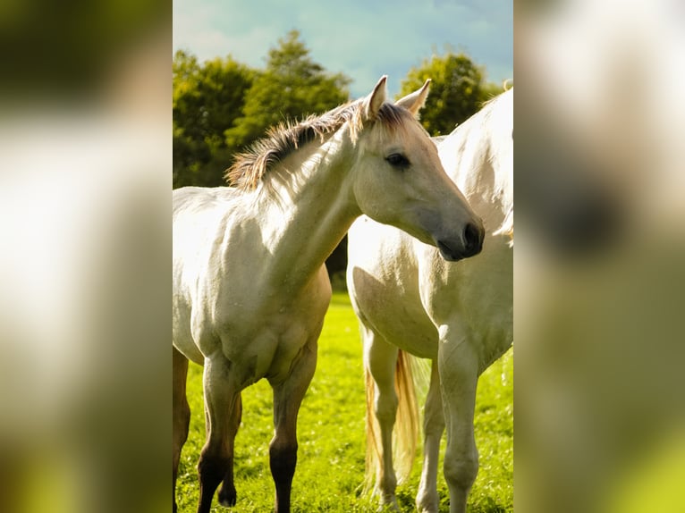 American Quarter Horse Stallone Puledri (04/2026) Pelle di daino in Herzberg am Harz