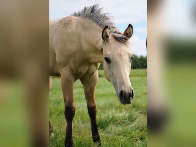American Quarter Horse Stallone Puledri (04/2026) Pelle di daino in Herzberg am Harz