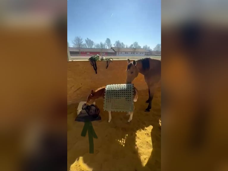 American Quarter Horse Stallone Puledri (01/2025) in Mooslargue