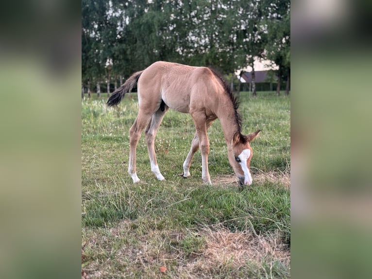 American Quarter Horse Stallone Puledri (06/2025) in Lint
