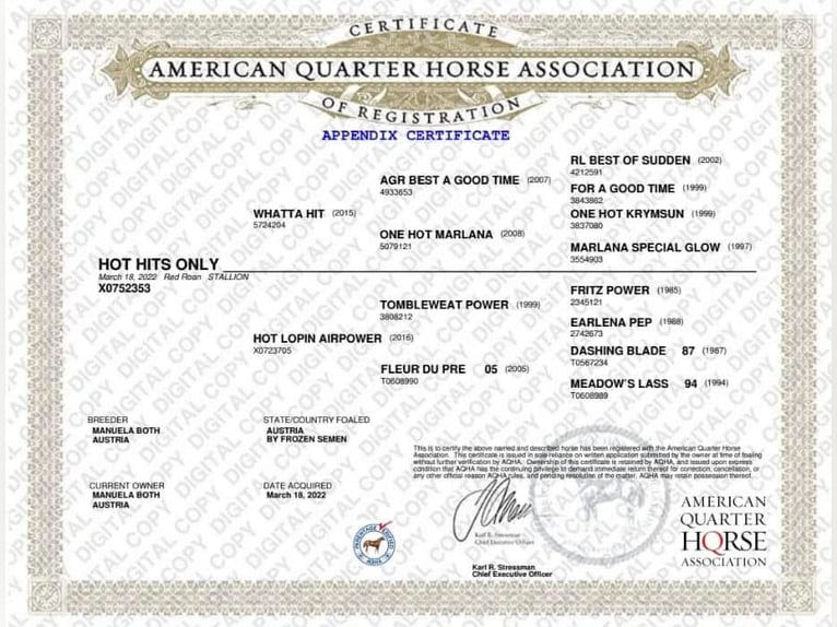 American Quarter Horse Stallone Puledri (02/2026)  in Pöttsching