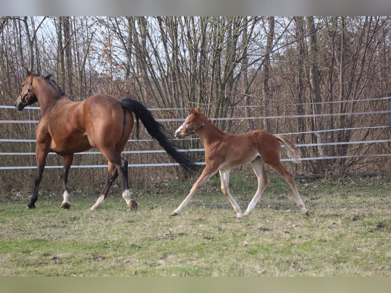 American Quarter Horse Stallone Puledri (02/2026)  in Pöttsching