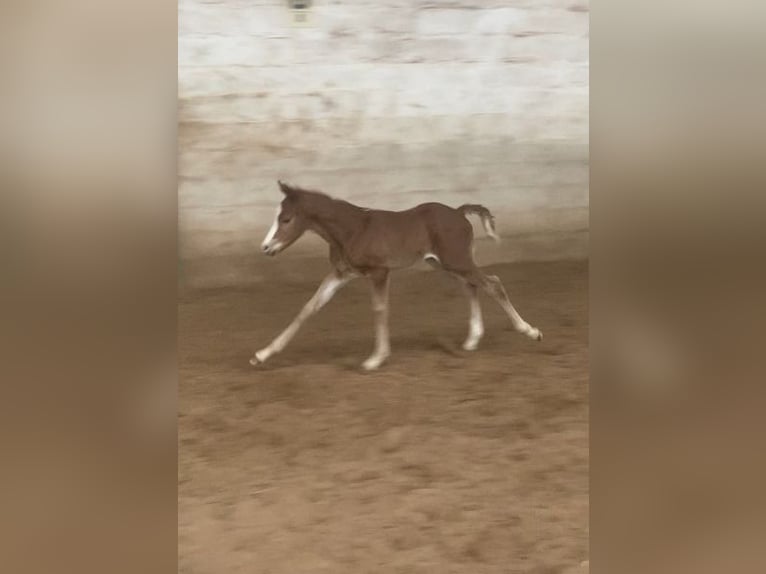 American Quarter Horse Stallone Puledri (02/2026)  in Pöttsching