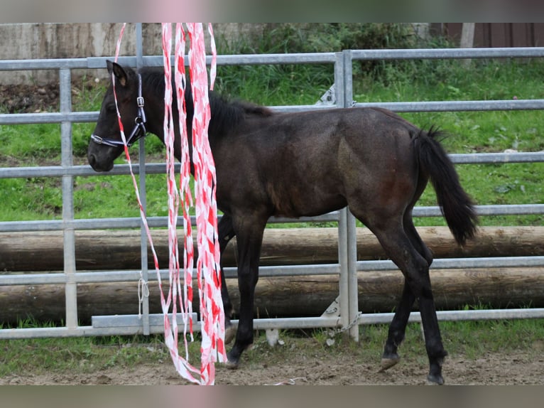 American Quarter Horse Stallone Puledri (03/2024) Roano blu in Escholzmatt