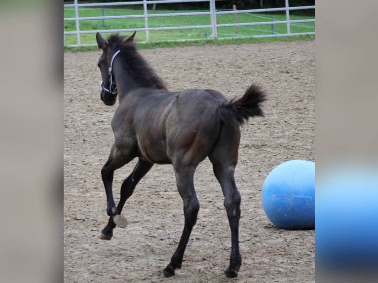 American Quarter Horse Stallone Puledri (03/2024) Roano blu in Escholzmatt