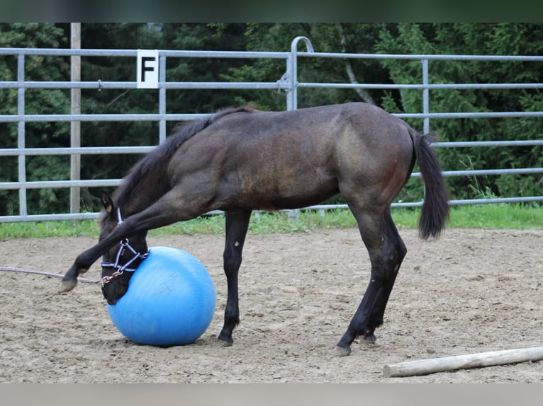 American Quarter Horse Stallone Puledri (03/2024) Roano blu in Escholzmatt