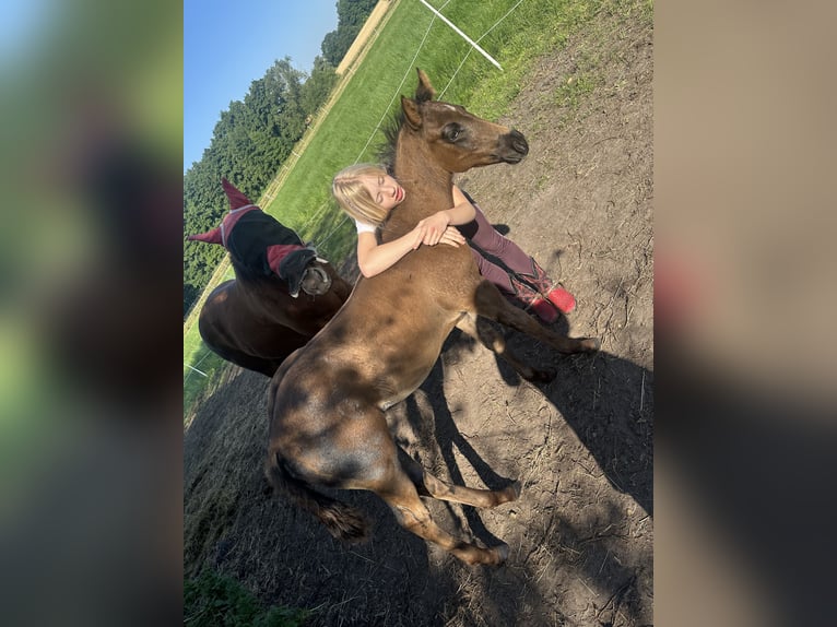 American Quarter Horse Stallone Puledri (04/2026) Roano blu in Petershagen