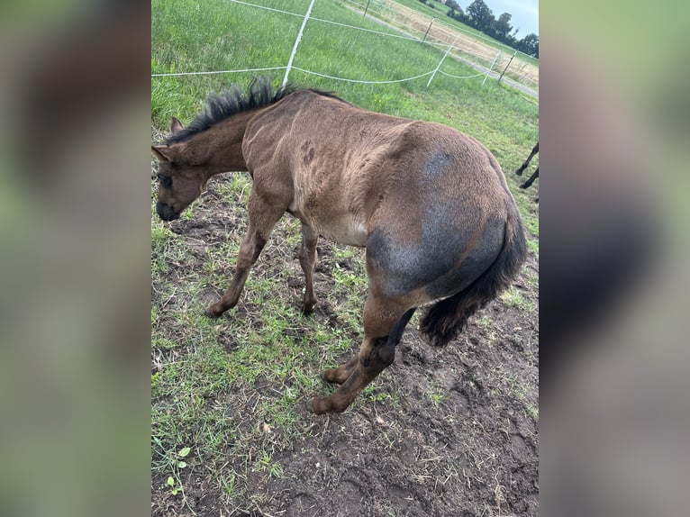 American Quarter Horse Stallone Puledri (04/2026) Roano blu in Petershagen