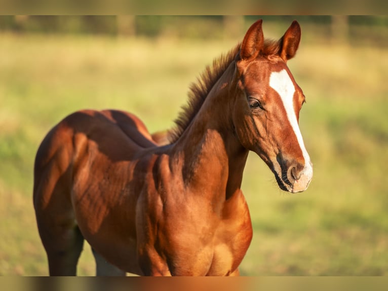American Quarter Horse Stallone Puledri (05/2025) Sauro in Aachen