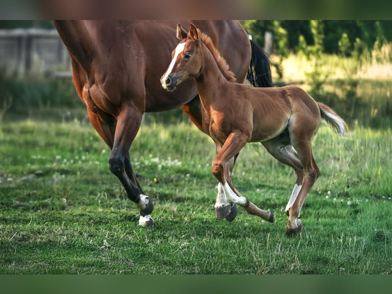 American Quarter Horse Stallone Puledri (05/2025) Sauro in Aachen