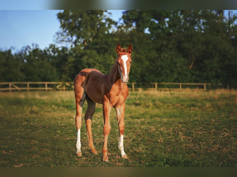 American Quarter Horse Stallone Puledri (05/2025) Sauro in Aachen