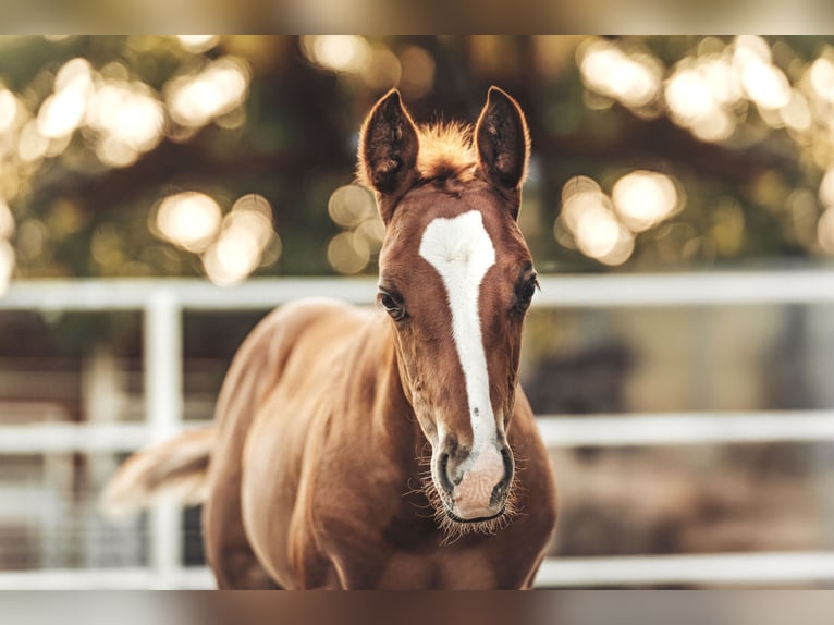 American Quarter Horse Stallone Puledri (05/2025) Sauro in Aachen