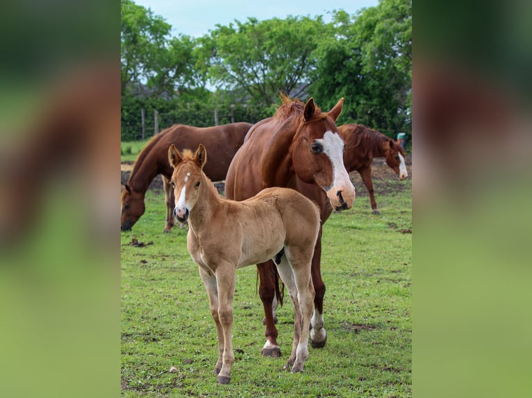 American Quarter Horse Stallone  Sauro ciliegia in Iszkaszentgyörgy