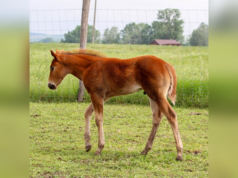 American Quarter Horse Stallone  Sauro ciliegia in Iszkaszentgyörgy