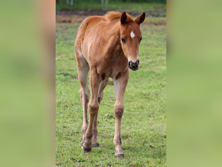 American Quarter Horse Stallone  Sauro ciliegia in Iszkaszentgyörgy