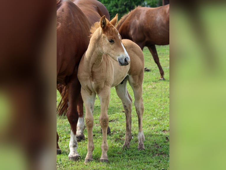 American Quarter Horse Stallone  Sauro ciliegia in Iszkaszentgyörgy