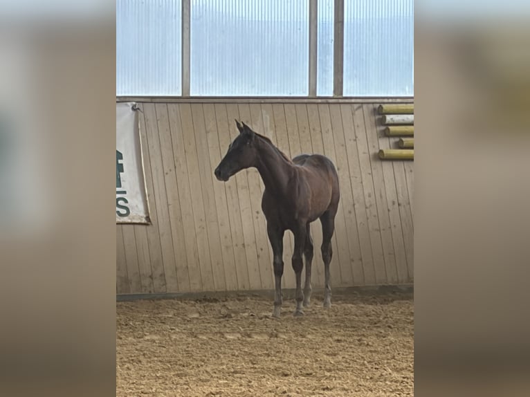 American Quarter Horse Stallone Puledri (04/2026) Sauro in Arnbruck
