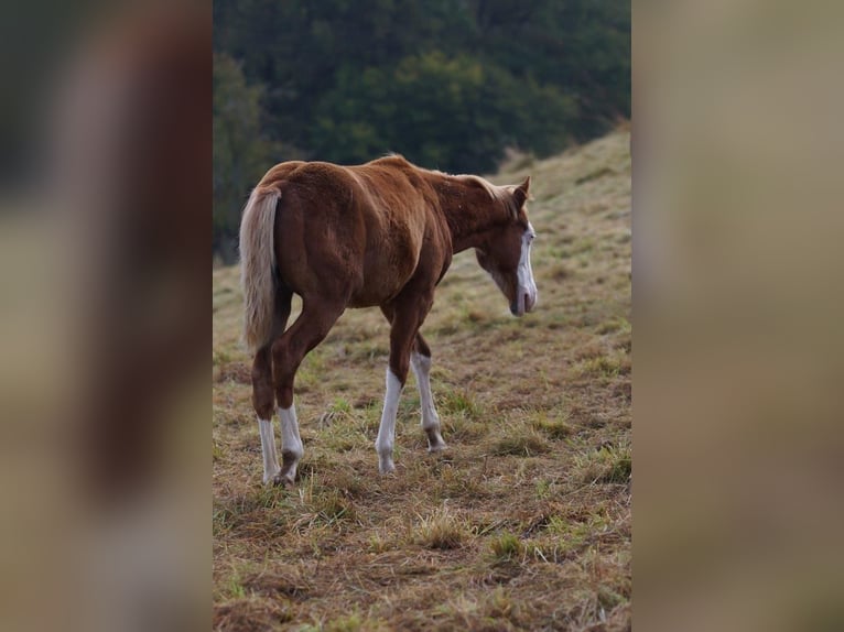 American Quarter Horse Stallone Puledri (04/2024) Sauro in Weinähr