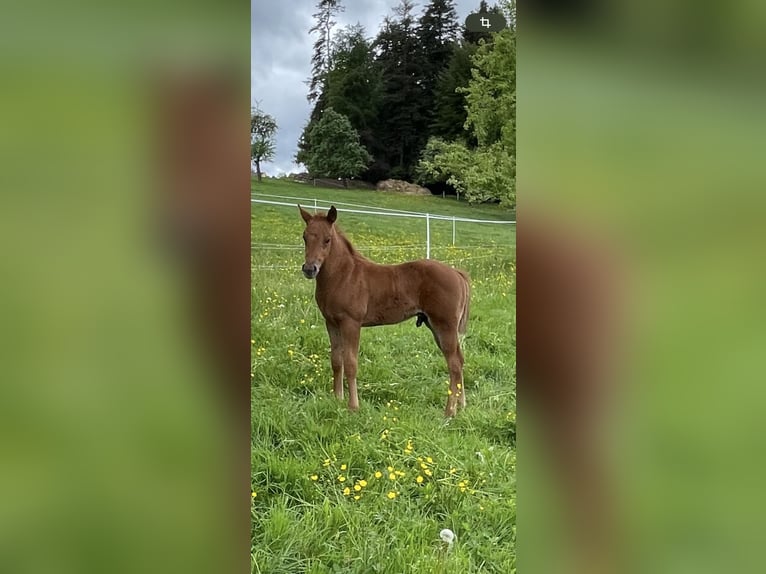 American Quarter Horse Stallone Puledri (04/2026) Sauro in Althengstett