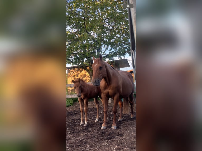 American Quarter Horse Stallone Puledri (04/2026) Sauro in Althengstett