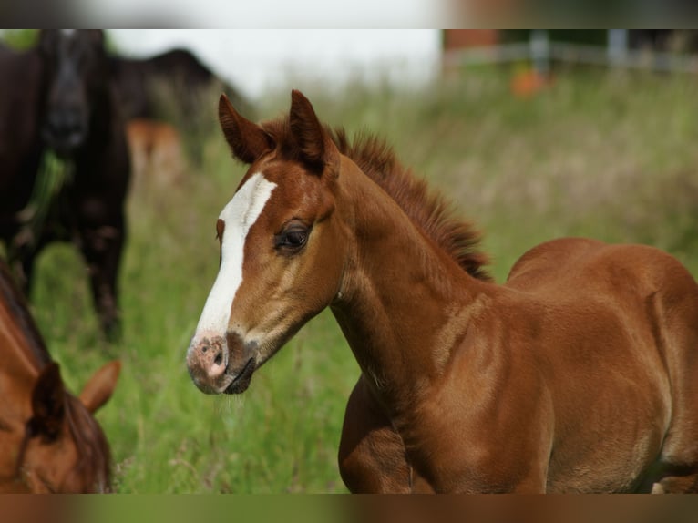 American Quarter Horse Stallone Puledri (01/2026) Sauro in Linsburg