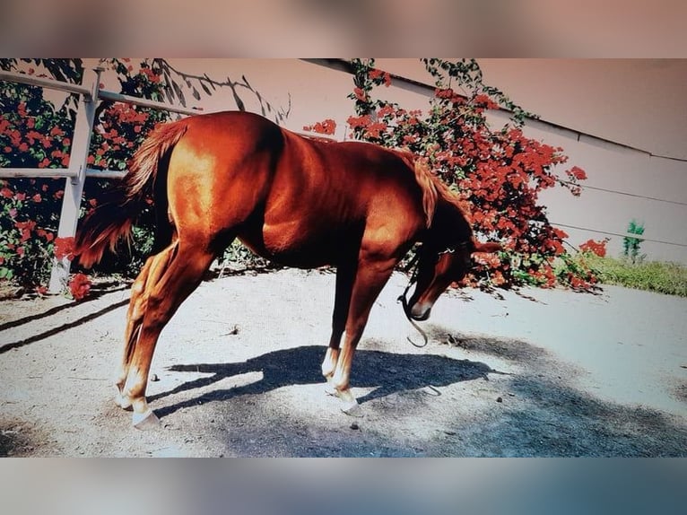 American Quarter Horse Stallone Puledri (04/2024) Sauro in Mesagne