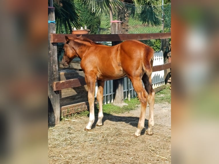 American Quarter Horse Stallone Puledri (04/2024) Sauro in Palazzo Canavese