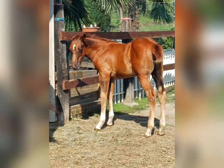 American Quarter Horse Stallone Puledri (04/2024) Sauro in Palazzo Canavese