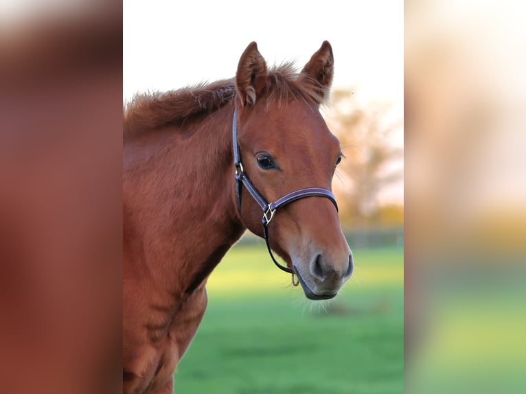 American Quarter Horse Stallone Puledri (04/2025) Sauro in Fuchstal