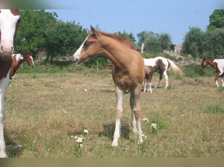 American Quarter Horse Stallone Puledri (07/2025) Sauro in Sedena