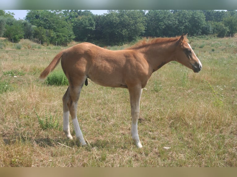 American Quarter Horse Stallone Puledri (07/2025) Sauro in Sedena